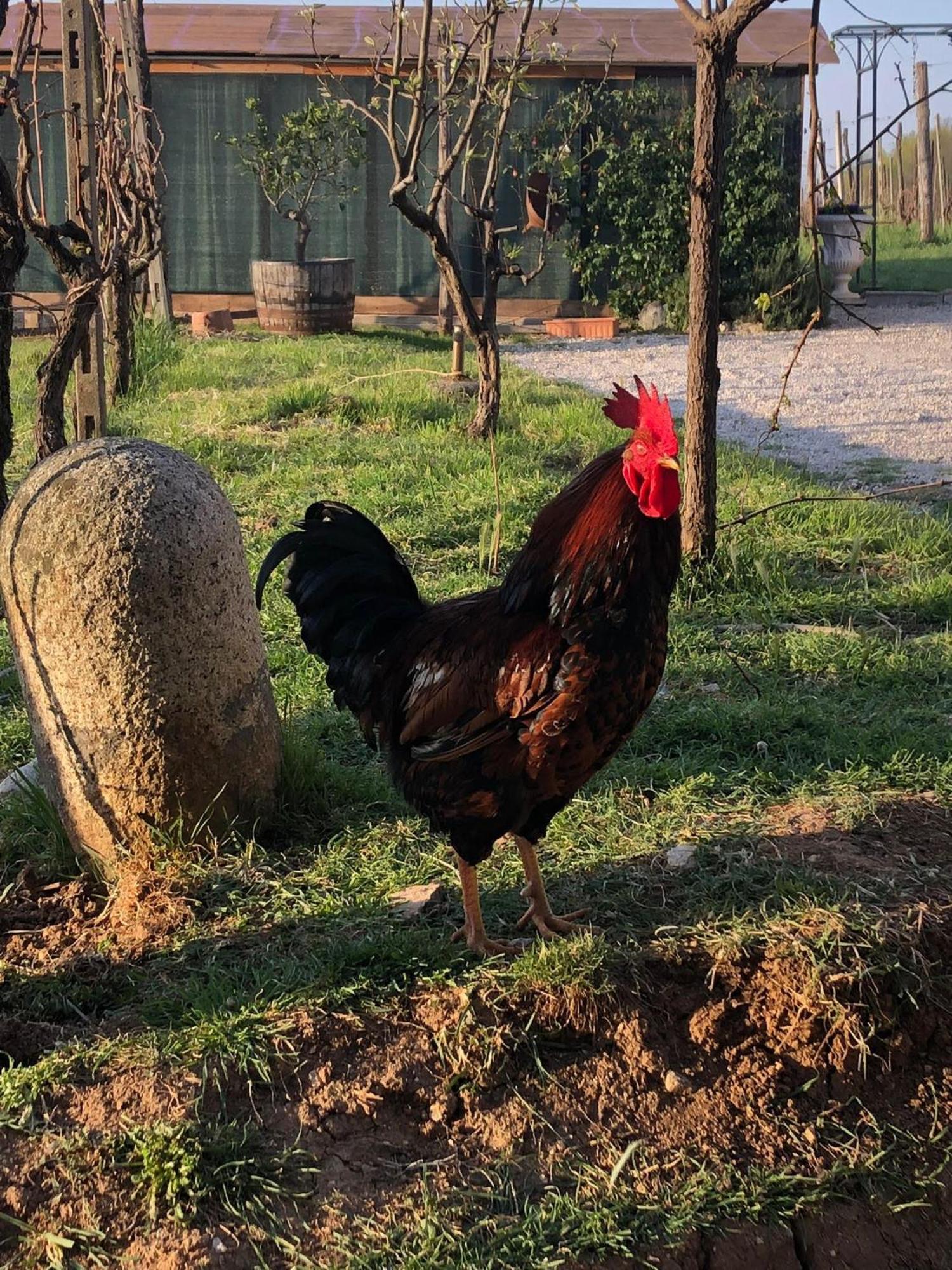 La Bosca Agriturismo Gavardo Eksteriør bilde